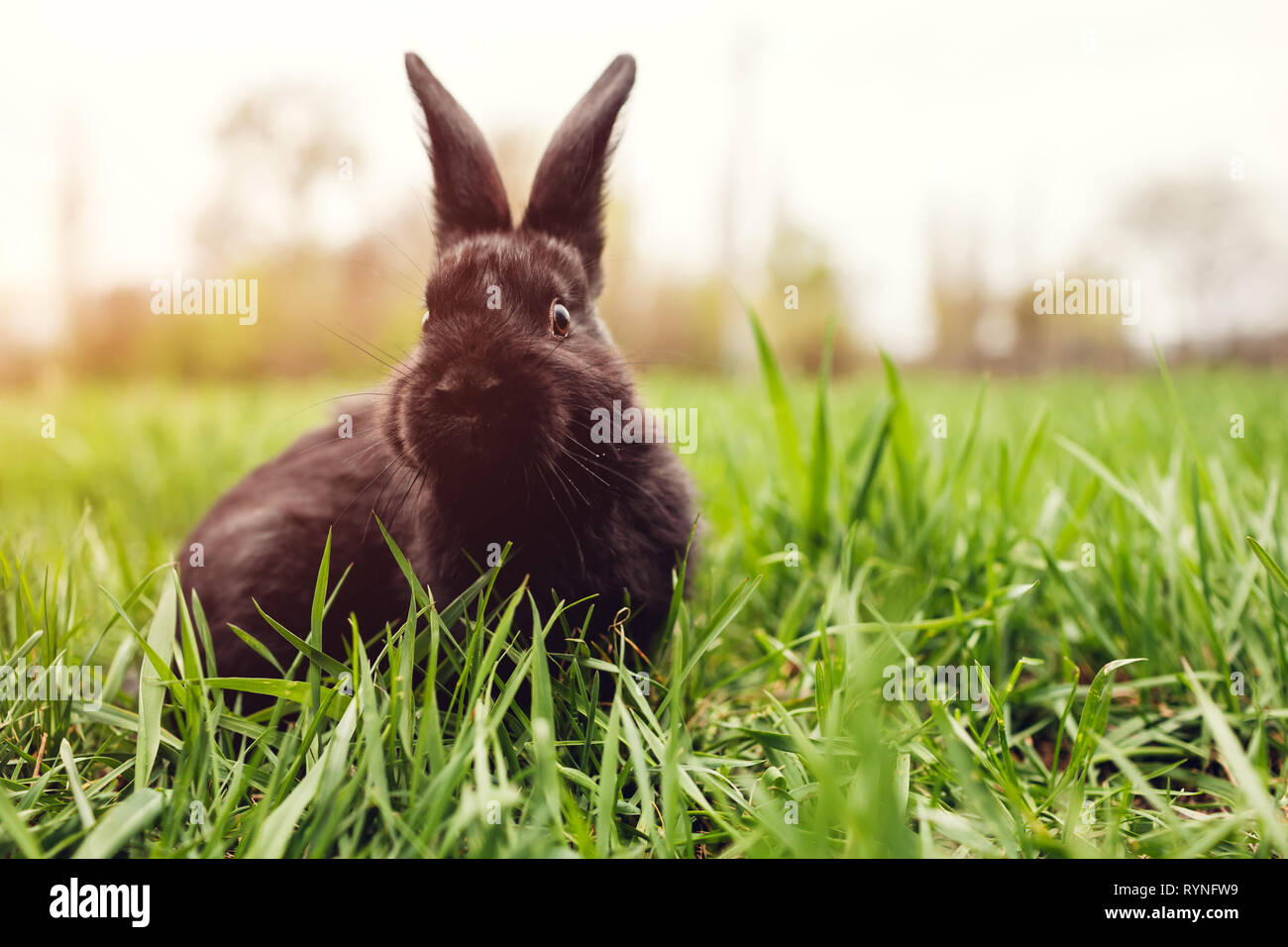 Petit Bebe Lapin Noir Assis Dans L Herbe L Agriculture Et Des Animaux Domestiques La Saison Du Printemps Photo Stock Alamy Petit Bebe Lapin Noir Assis Dans L Herbe L Agriculture Et Des Animaux Domestiques La Saison Du Printemps Photo Stock Alamy