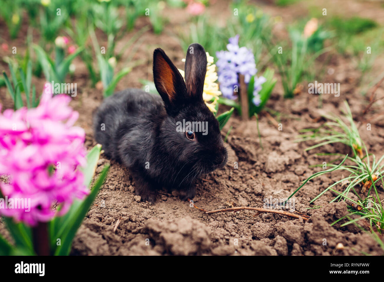 Petit Bebe Lapin Noir Assis Parmi Les Fleurs De Printemps Dans Le Jardin A La Ferme Concept De Paques Photo Stock Alamy Petit Bebe Lapin Noir Assis Parmi Les Fleurs De Printemps Dans Le Jardin A La Ferme Concept De Paques Photo Stock Alamy