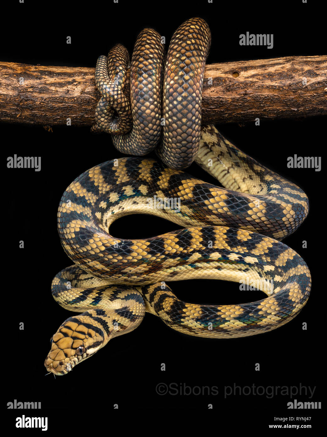 Simalia / amethistina python Scrub Banque D'Images