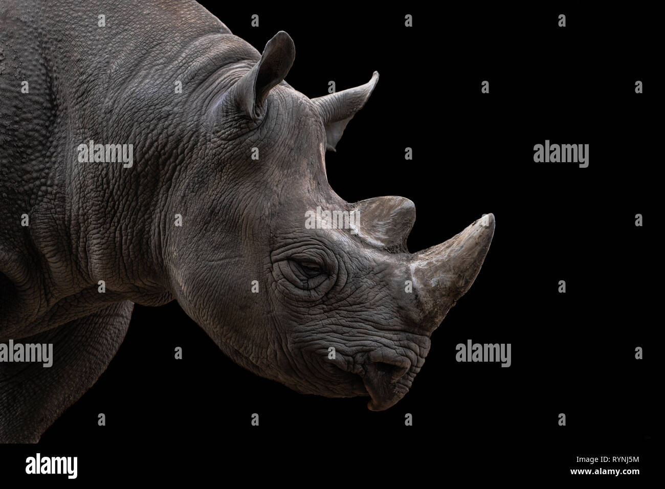 Diceros bicornis / rhinocéros noir Banque D'Images