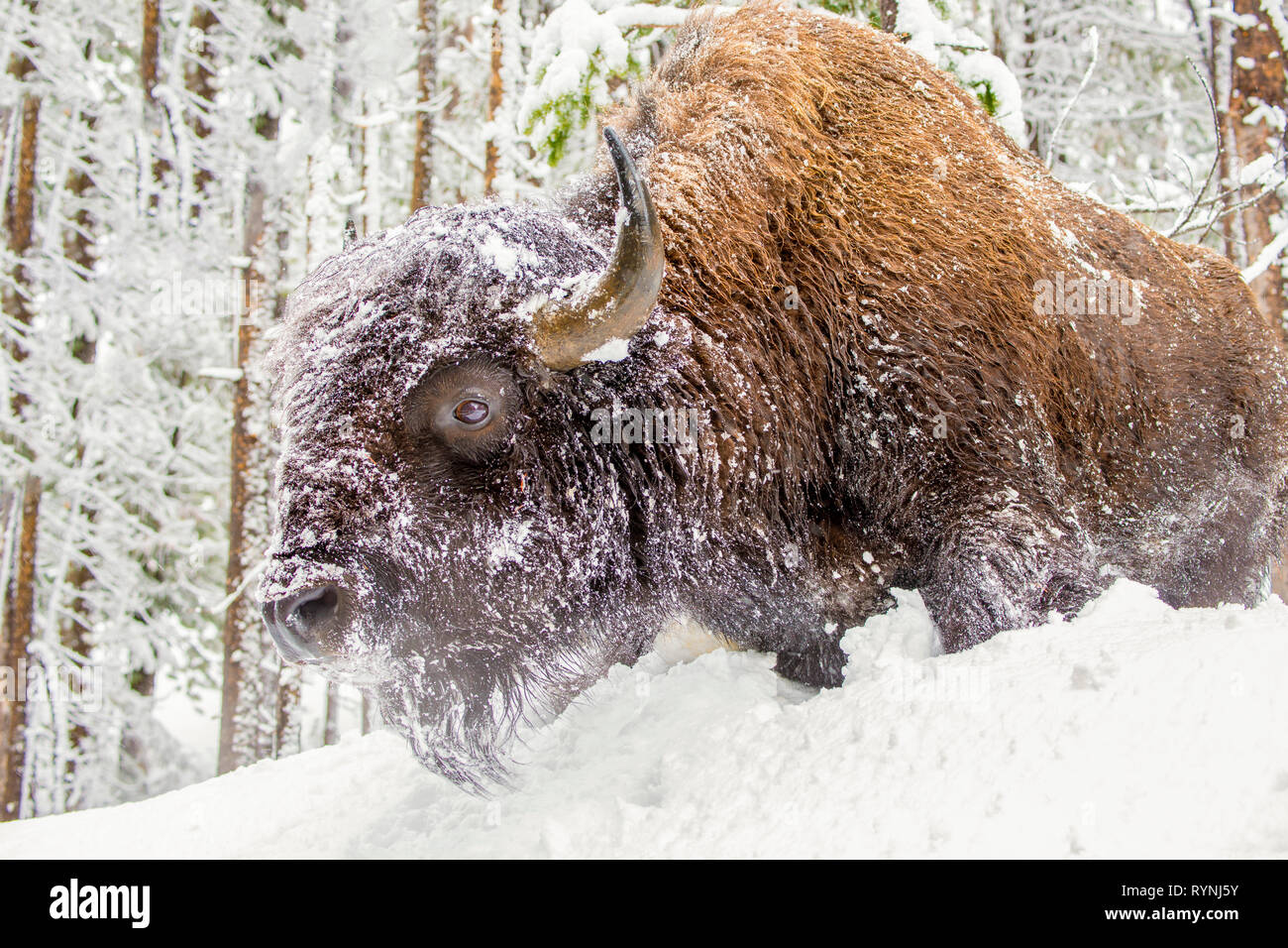 Le bison géant débordant le cadre d'un banc de neige dans l'hiver au milieu d'une pinède. Banque D'Images