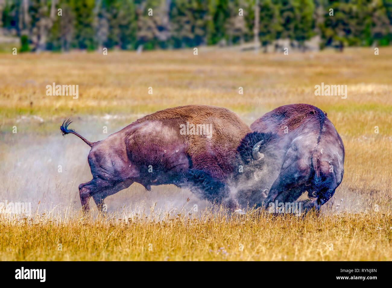 Les smashes bison mâle alpha géant dans un autre bison rival pour montrer la domination et le contrôle de l'entendre. Banque D'Images