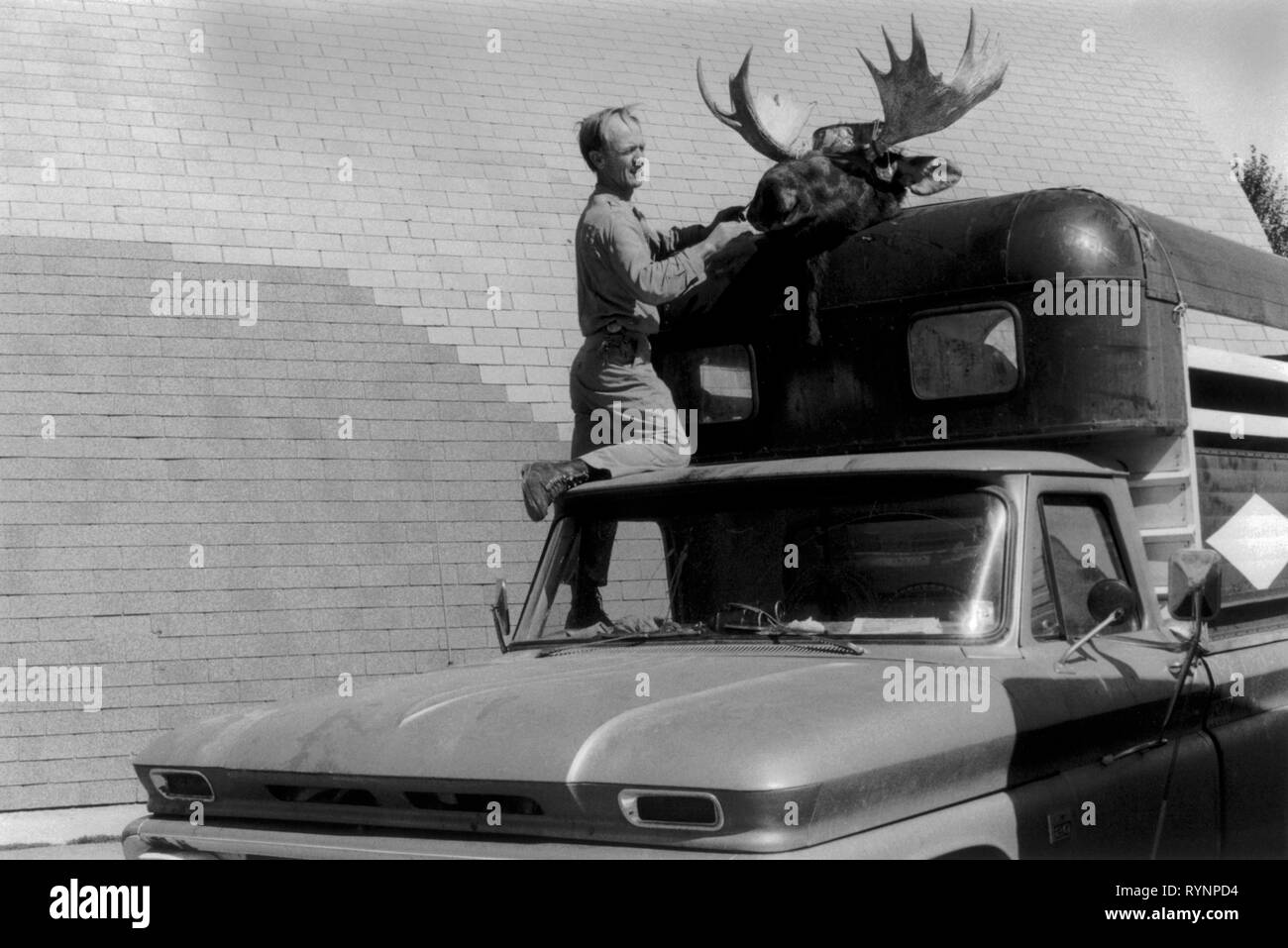 Trophée de chasse, tête de chasse d'une souris avec des bois. Un homme attache une tête de souris au sommet d'une boîte à chevaux. La tête montée semble attachée au cheval qui est visible dans la boîte à cheval. 1971 US Evanston Wyoming USA 1970s. HOMER SYKES Banque D'Images