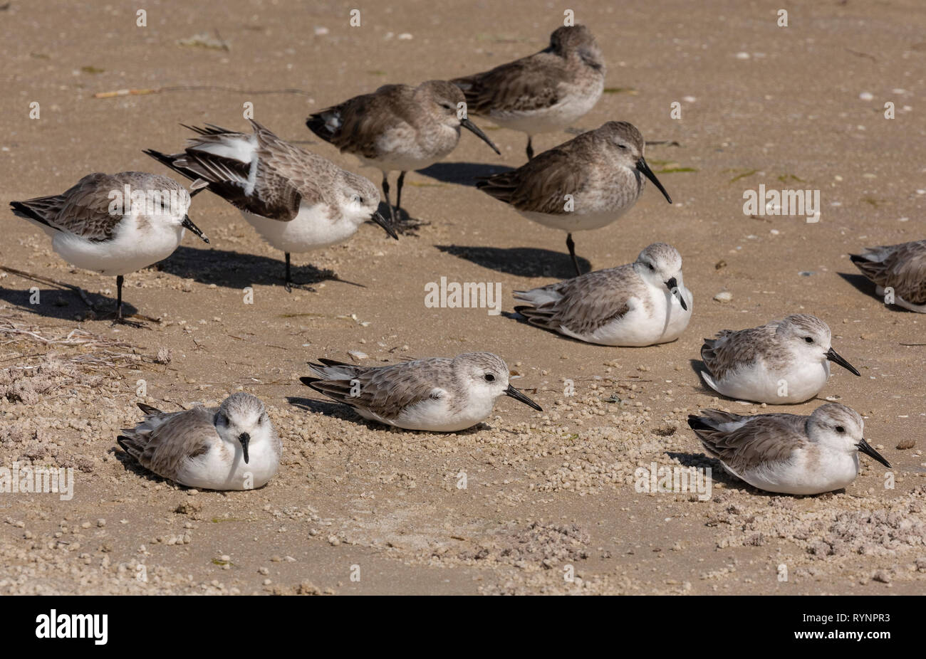 Troupeau d'échassiers mixte - Le Bécasseau variable et le bécasseau sanderling - se percher sur la rive, en plumage non-reproduction. La Floride. Banque D'Images