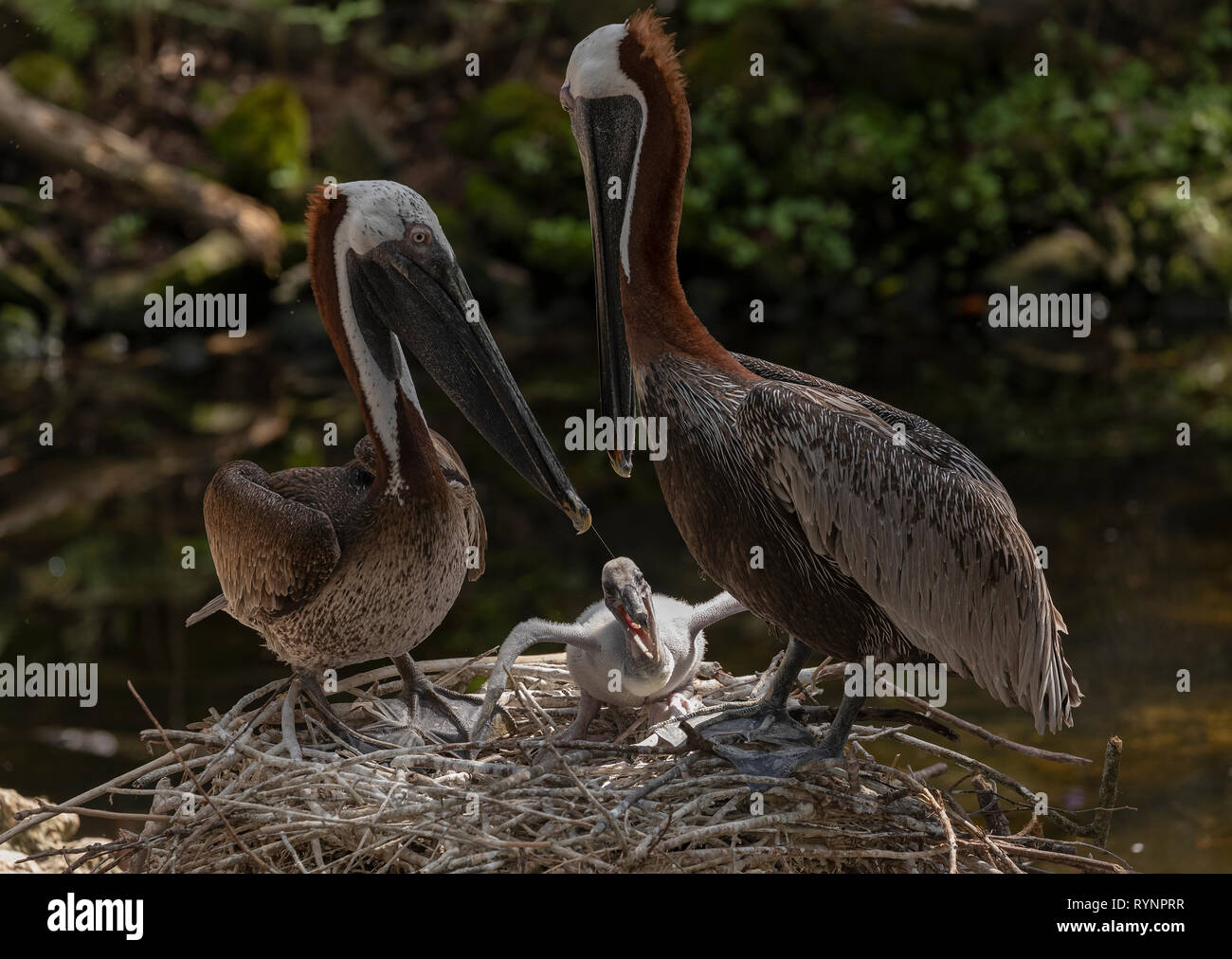 Paire de Le Pélican brun Pelecanus occidentalis, au nid, avec les jeunes. Floride Banque D'Images