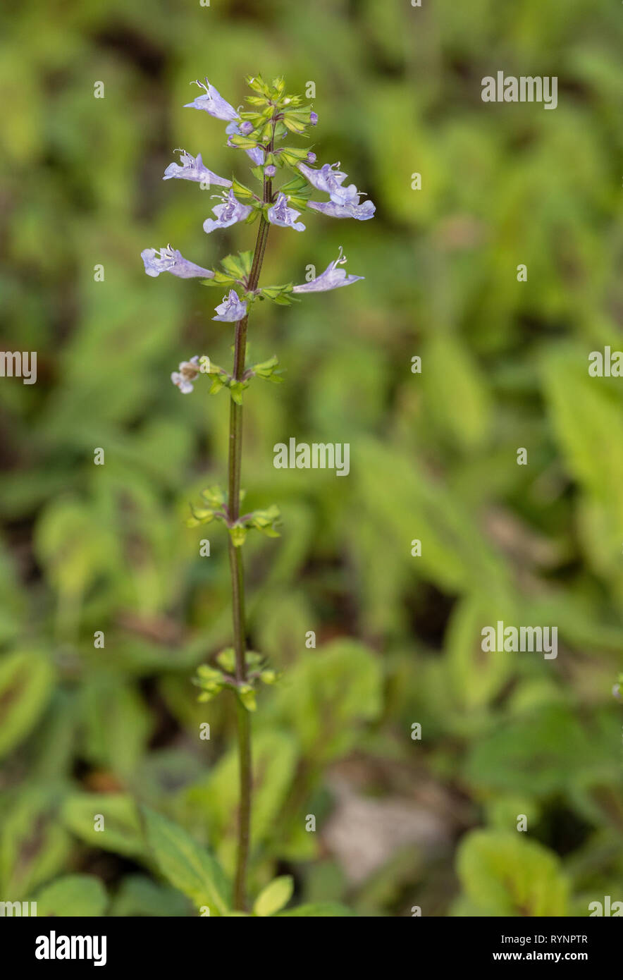 Salvia lyrata, lyre-feuille de sauge, sauge, lyreleaf cancerweed, sauge sauvage, Banque D'Images