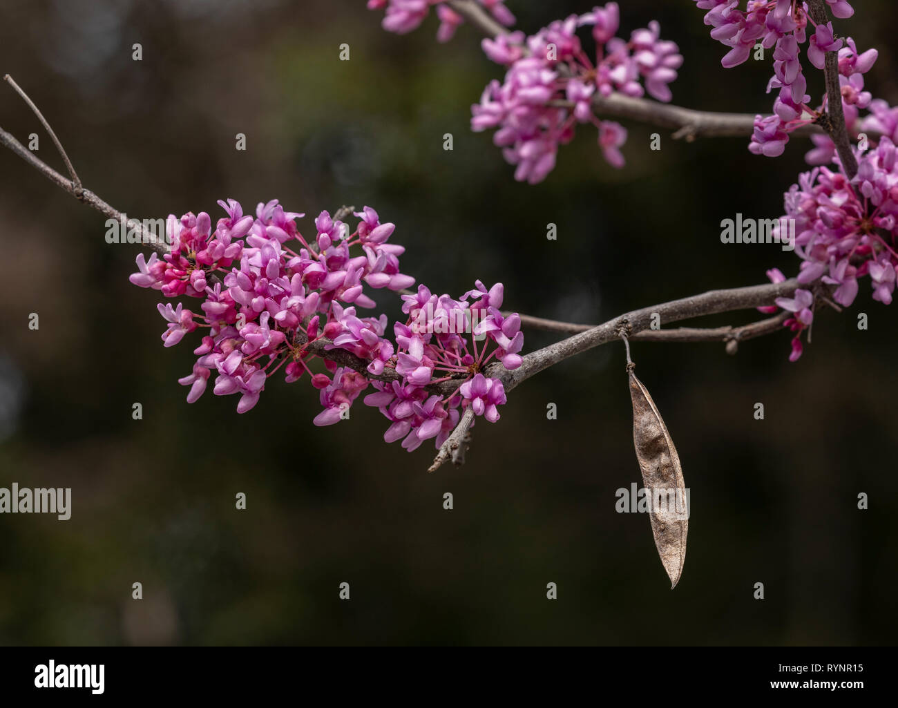 Eastern Redbud, Cercis canadensis, en fleurs au début du printemps, en Floride. Banque D'Images