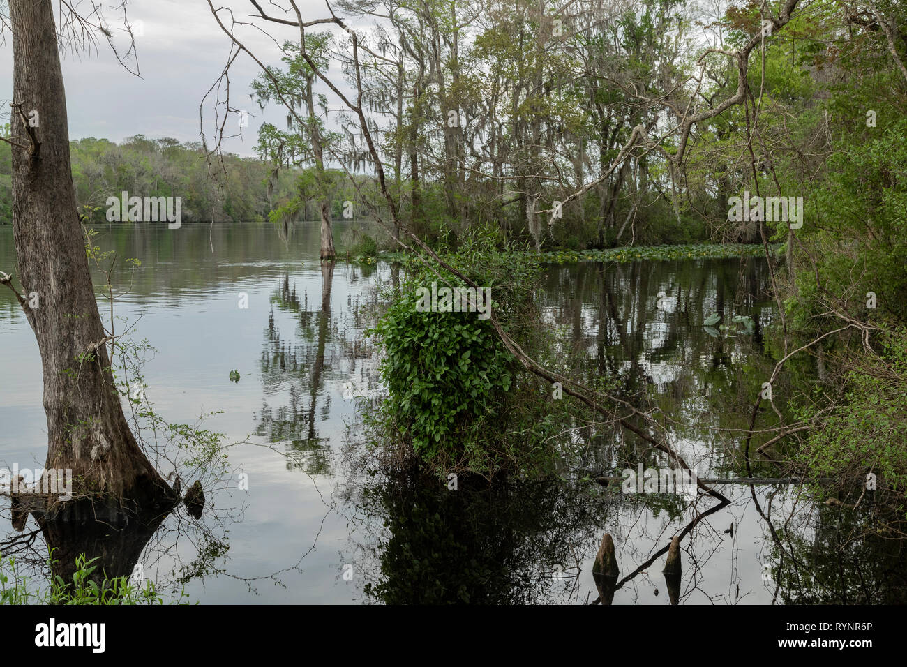 La partie inférieure de la rivière Suwannee en basse Suwannee National Wildlife Refuge, à l'ouest de la Floride. Banque D'Images