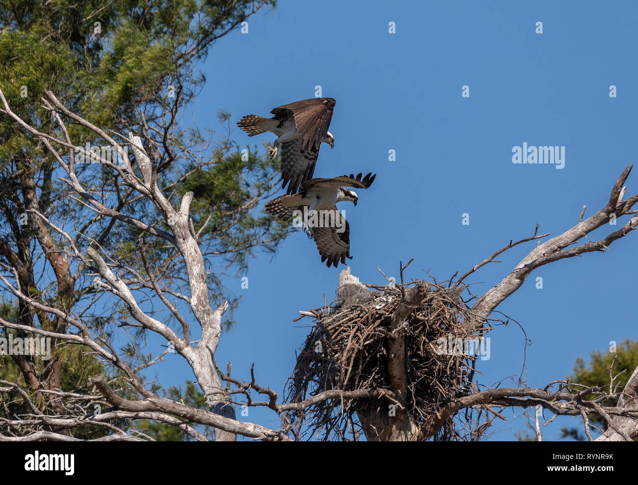 Paire, Pandion haliaetus Osprey, en vol au dessus du site de nidification au printemps. Banque D'Images