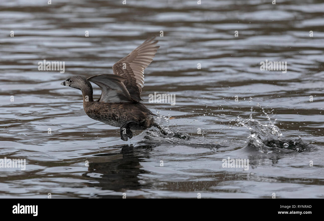 Le grèbe à bec bigarré Podilymbus podiceps, décoller de l'eau, en hiver, en Floride. Banque D'Images