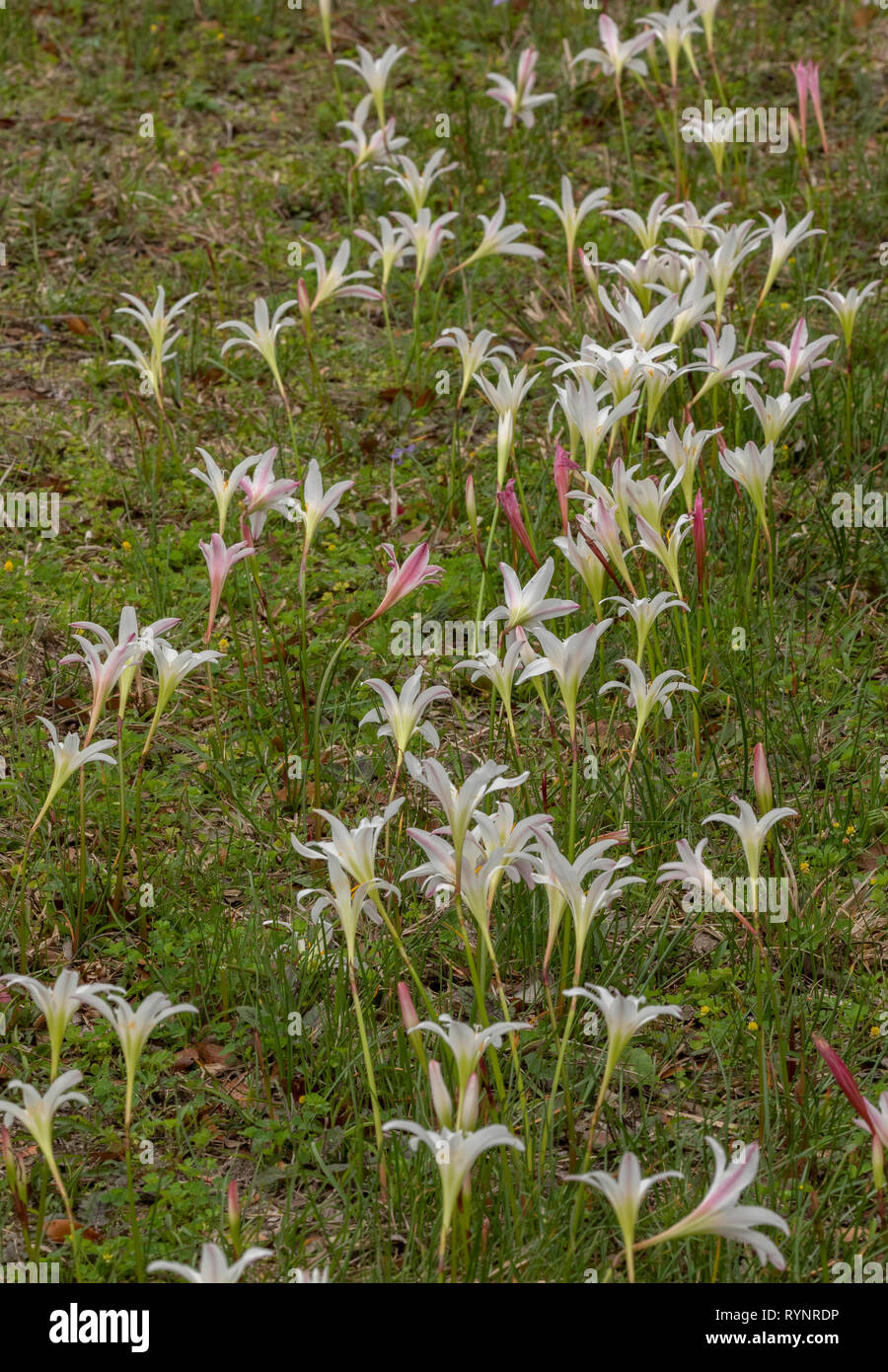 Zephyranthes Atamasco-lily, atamasca en fleur dans la prairie humide, le ressort, au nord de la Floride. Banque D'Images