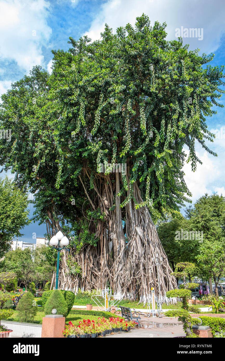 Les arbres dans le Parc Royal 2, Ho Chi Minh City, Vietnam. Banque D'Images