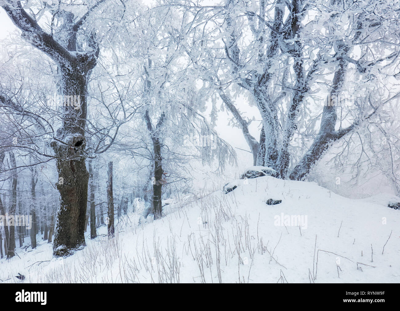 Arbre de gel en hiver mountain Banque D'Images