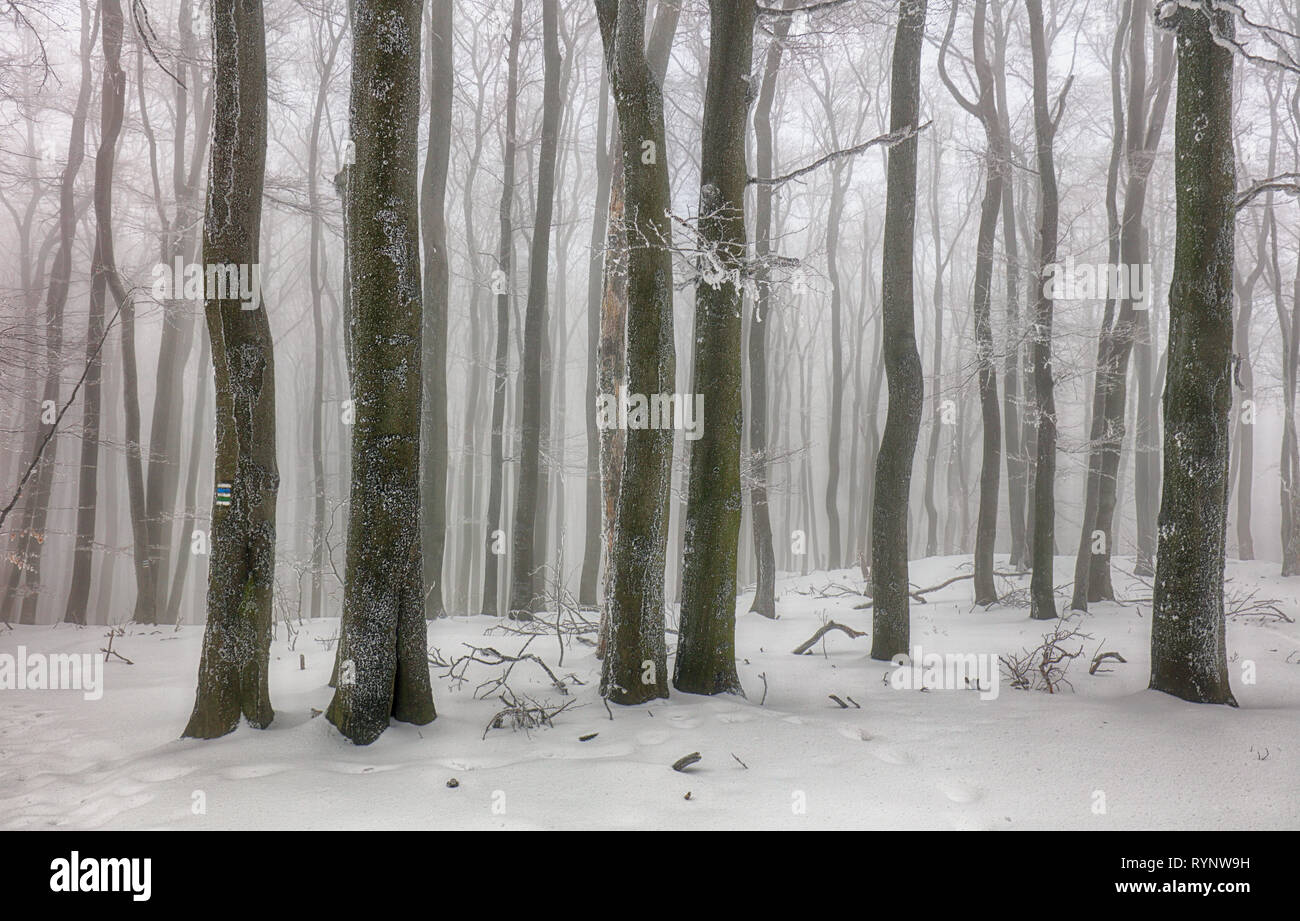 L'hiver en forêt brumeuse frot avec arbre Banque D'Images