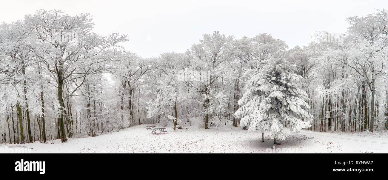 Panorama de la forêt d'hiver avec des arbres couverts de neige Banque D'Images