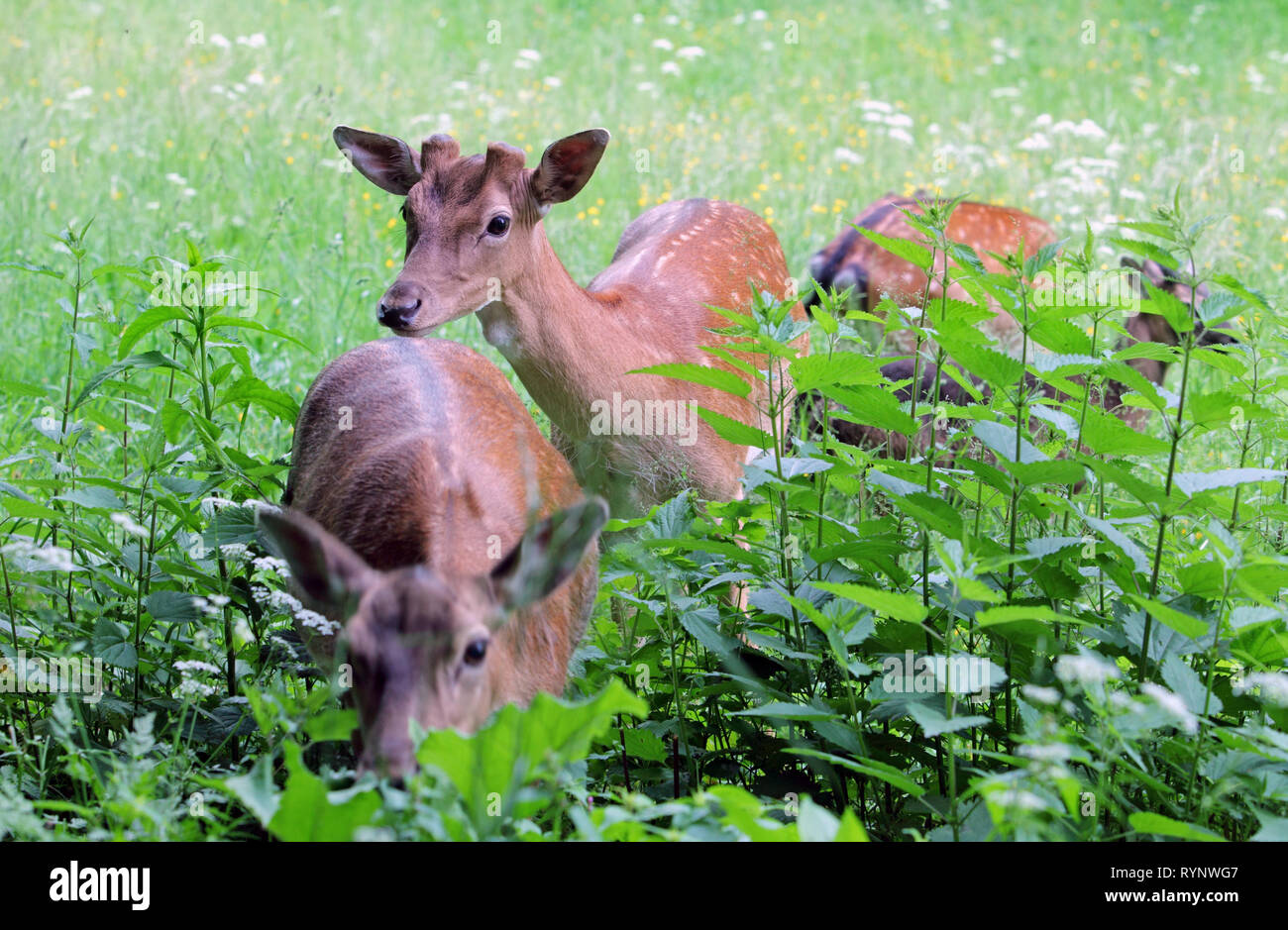Doe cerf et faon dans un beanfield en fin de soirée Banque D'Images