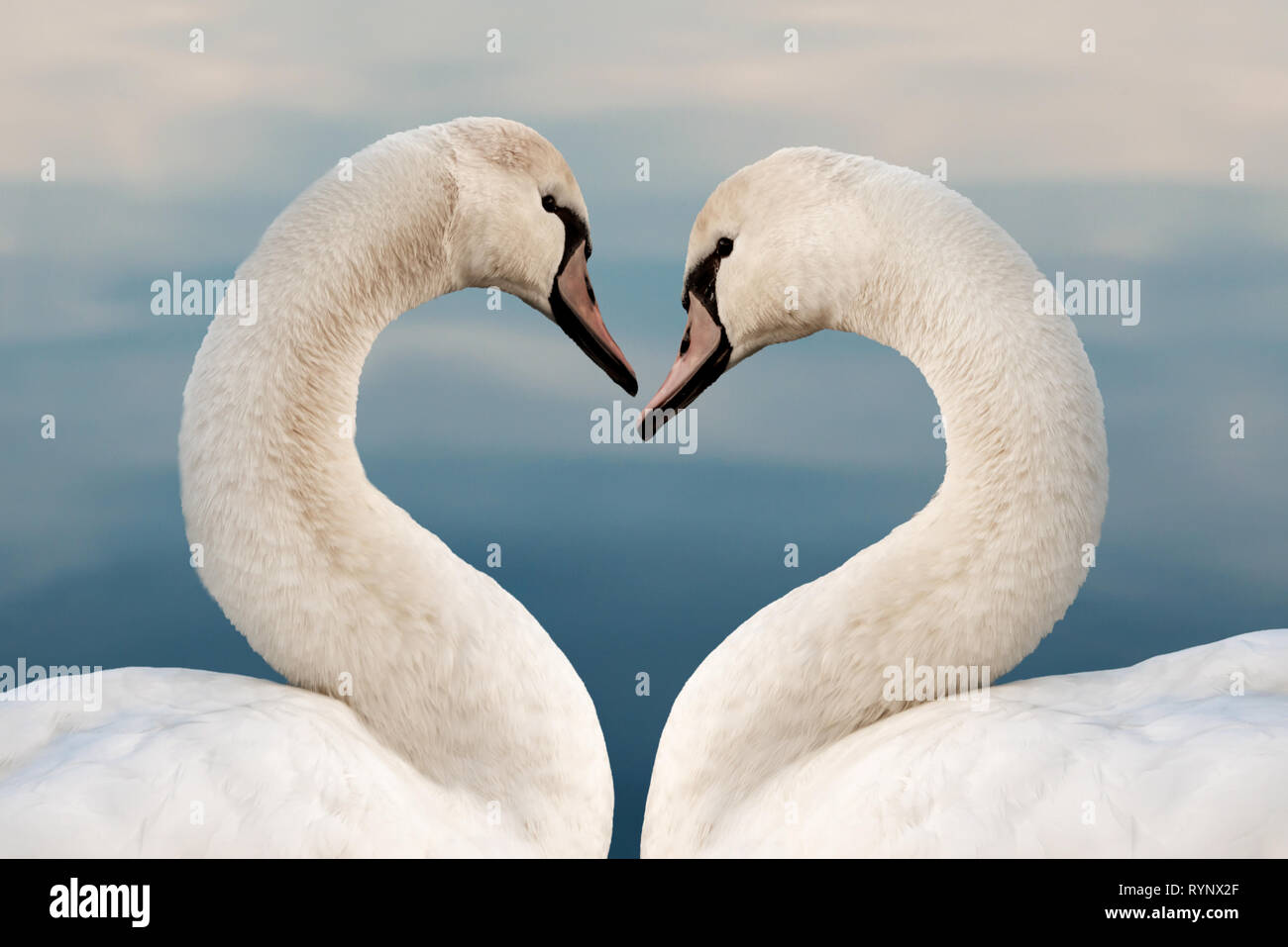 Close up de deux cygnes en forme de coeur. Concept L'amour, la Saint-Valentin, carte de vœux. Banque D'Images