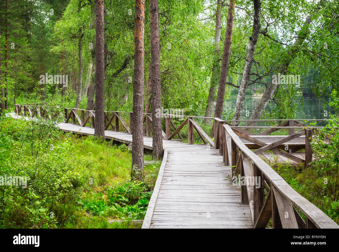 Paysage de forêt avec un chemin et arbres à feuillage luxuriant journée d'été en Finlande Banque D'Images