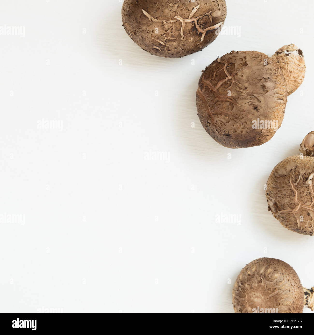 Les champignons frais isolé sur fond blanc Banque D'Images