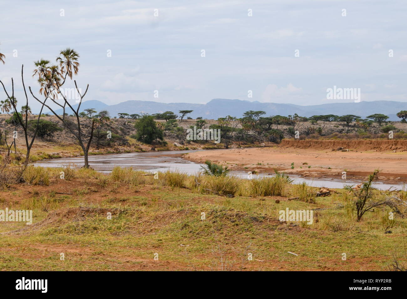 D'Ewaso Nyiro à Samburu National Reserve, Kenya Banque D'Images