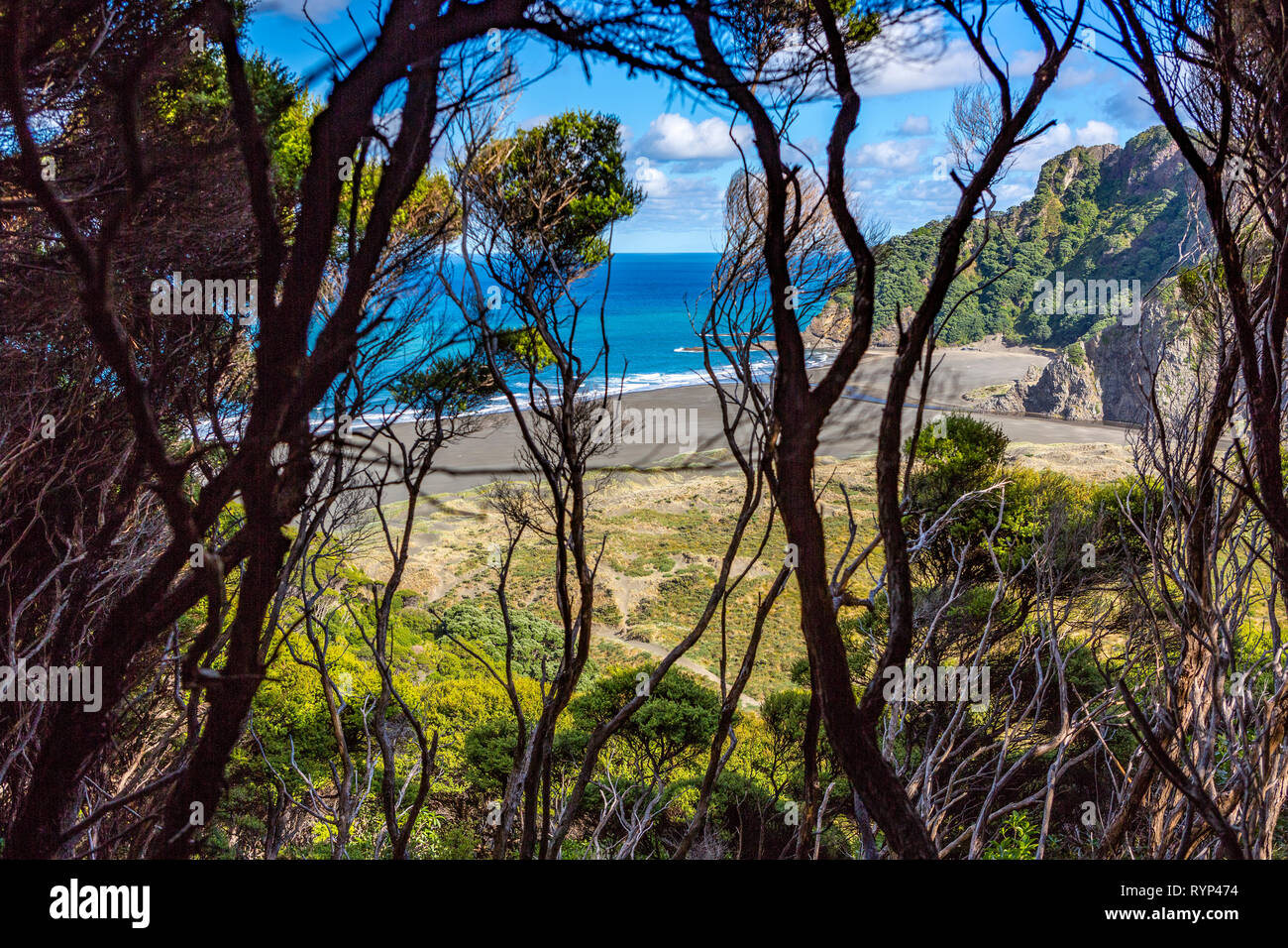 Piha black sand beach, New Zealand Banque D'Images