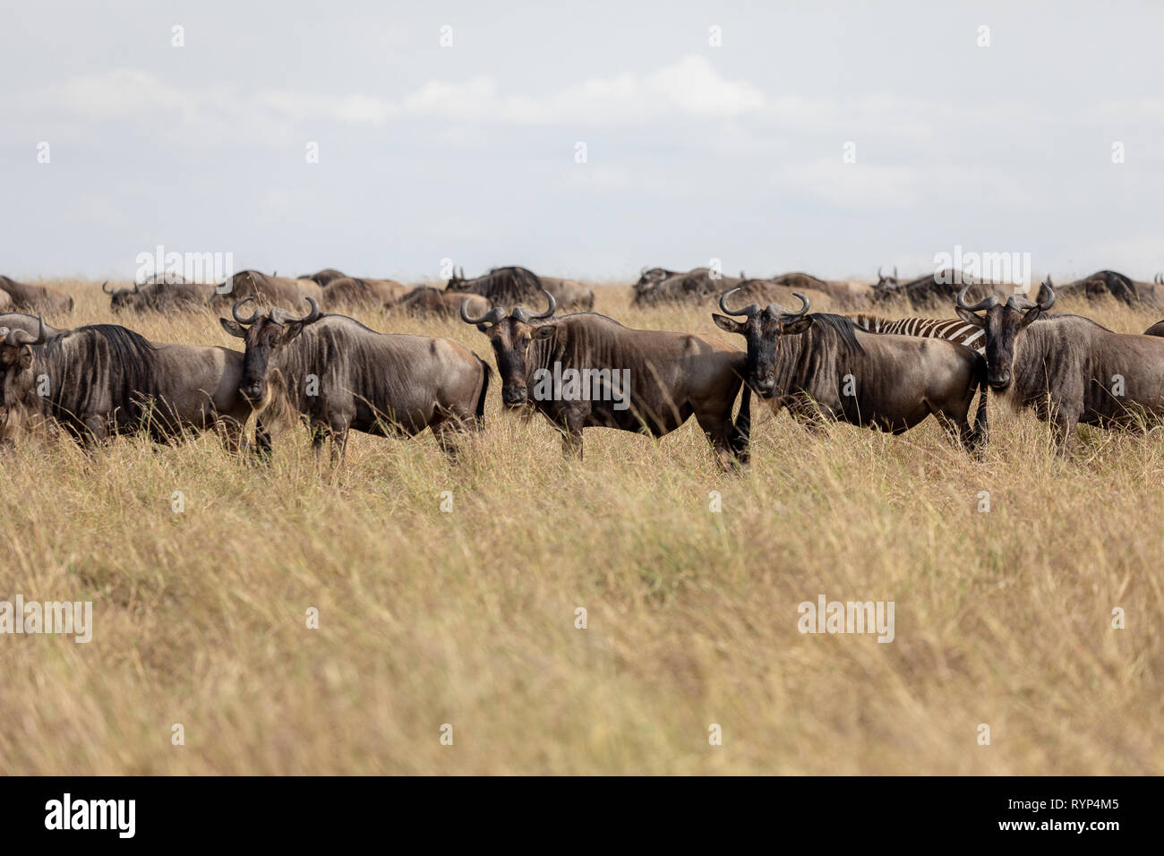 Collecte d'Wildabeest, Masai Mara, Kenya, Afrique du Sud Banque D'Images