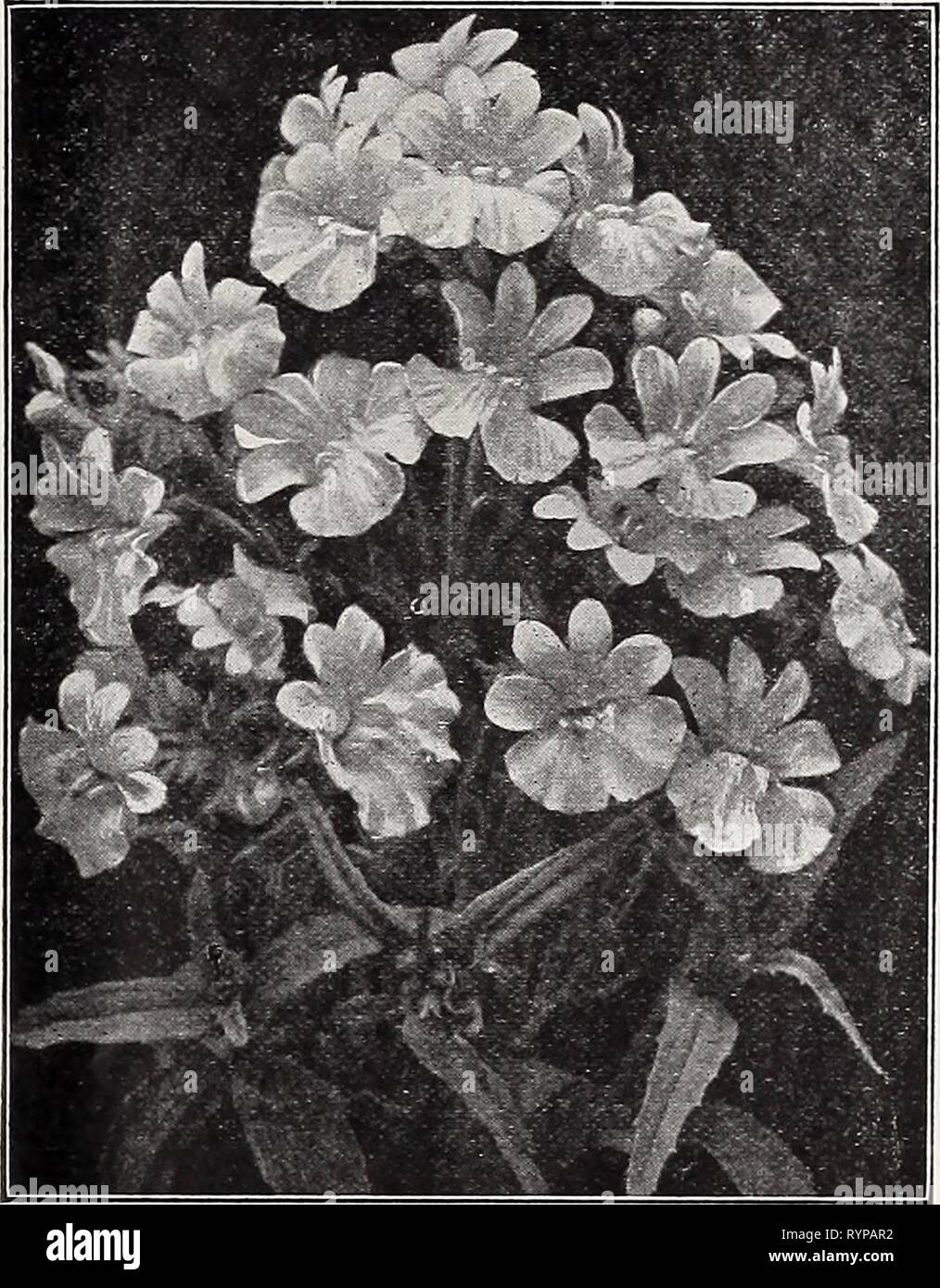 Dreer Le milieu de l'été spécial offre pour Dreer Le milieu de l'été spécial offre pour les fleuristes, 1921 : graines de fleurs fiable flor fleuristes fleuristes . dreersspecialmid les ampoules pour1921henr Année : 1921 NEMESIA GRANDE FLEUR Musa. Ensete (Abyssiniennes banane). Une belle plante tropicale, Magnifique comme un spécimen unique sur la pelouse ou d'un centre d'appoint. 1,25 $ par 100 graines ; 10,00 $ pour 1000 grains. (Myosotis forget-me-not). Tr. pkt. Oz. AlpestrU bleu royal. Bleu indigo riche 20 060 $ ' Qrandlflora Robusta. Grandes fleurs bleu, 20- 75 ' Victoria. Bleu, très belle 30150 ' mixte. Différentes couleurs 2060 Dlssltlflora. B claire Banque D'Images