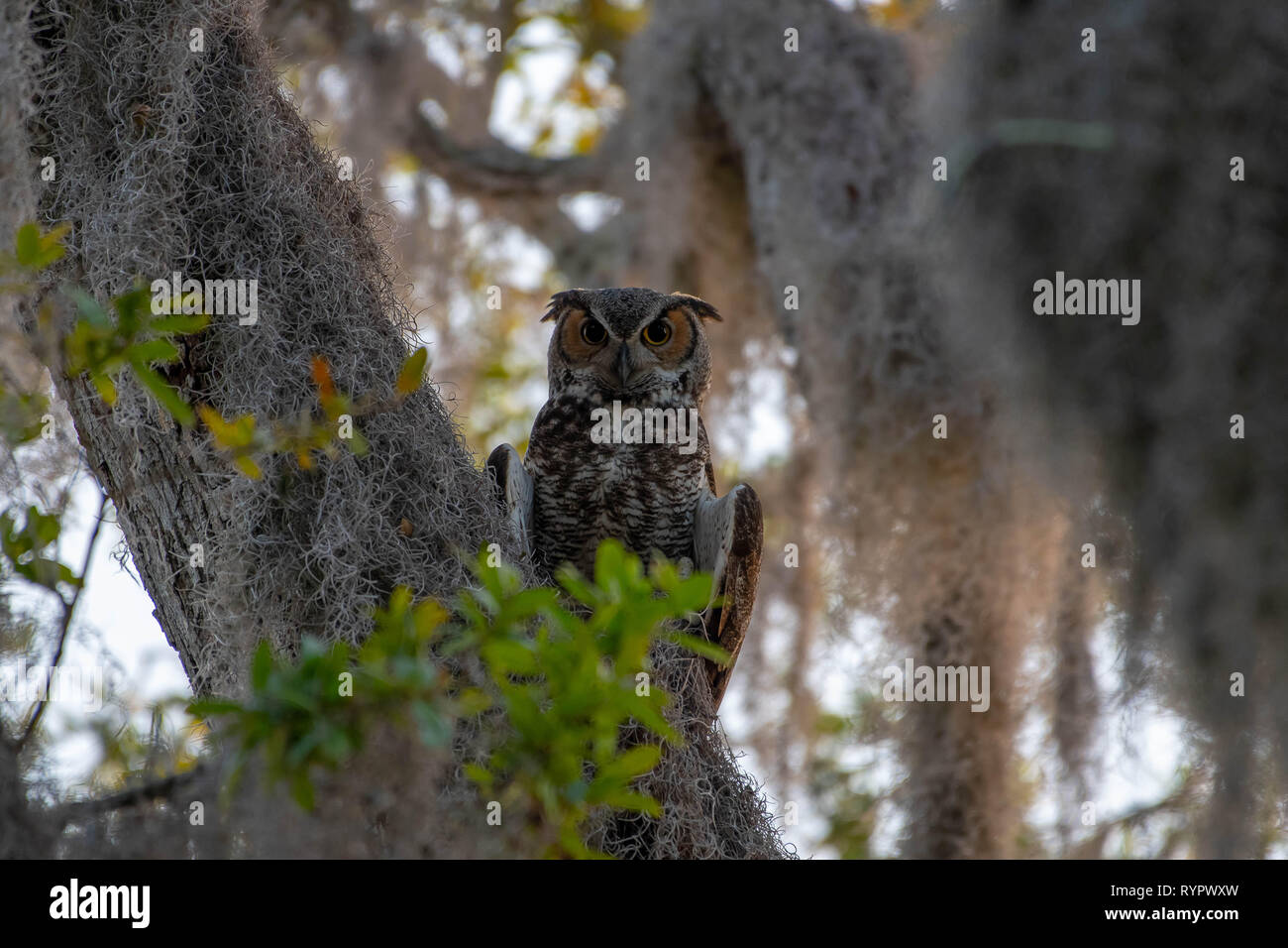 Baby Great Horned Owls Banque D Image Et Photos Alamy