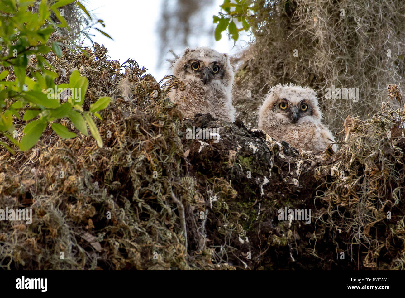 Les Hiboux Grand Duc Bebes A Hors Du Nid Photo Stock Alamy