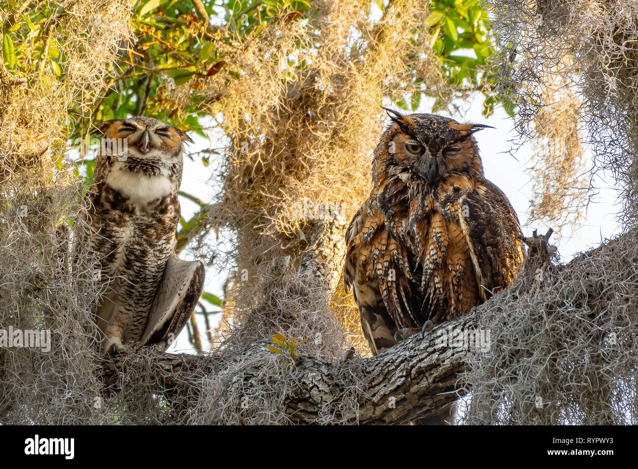 Homme Et Femme Grand Duc Perche Dans Un Arbre Qui Veille Sur Leur Nouveau Bebe Twin Owls Photo Stock Alamy