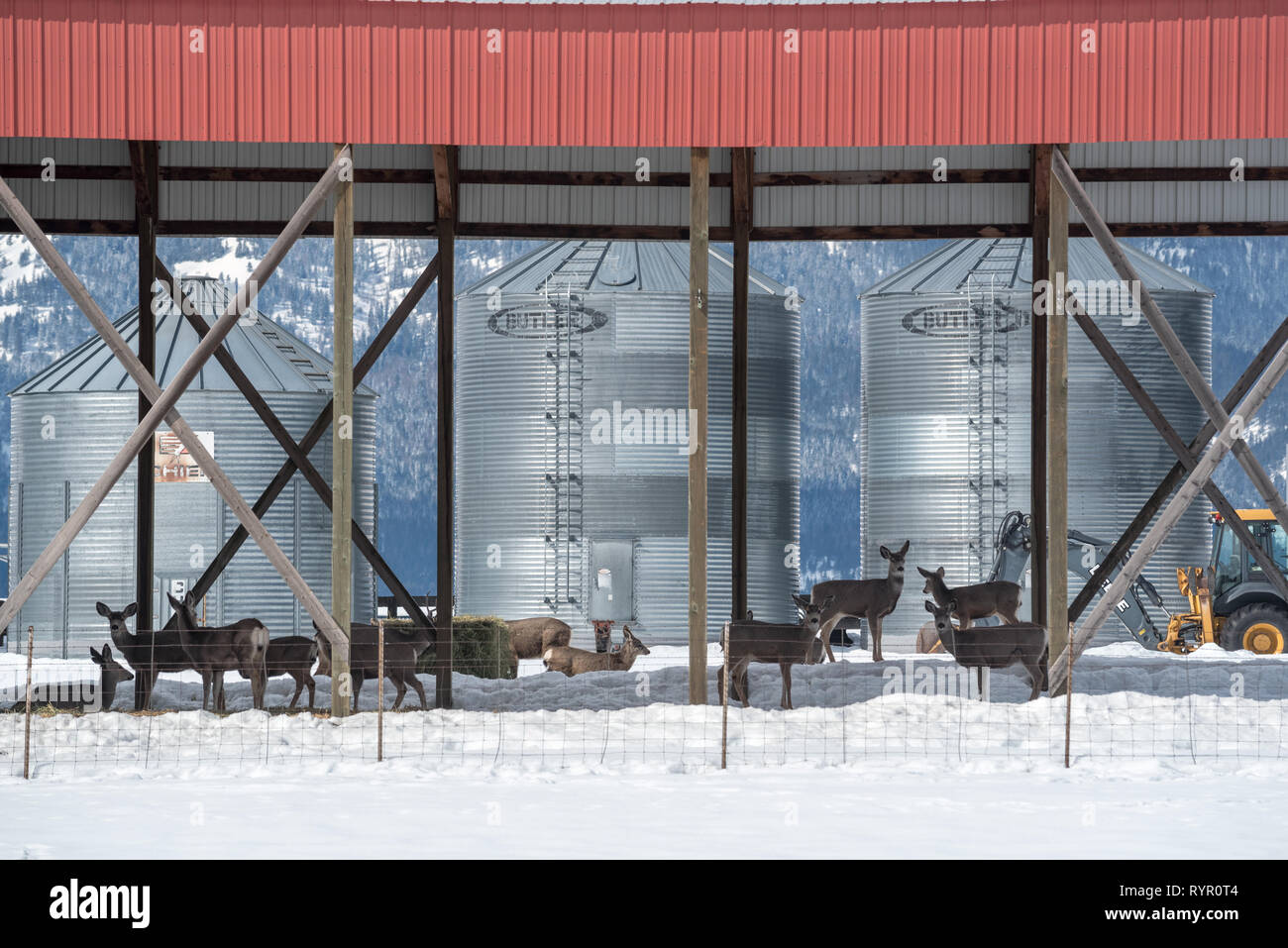 En vertu d'un chevreuil dans la grange pôle Imbler, Oregon. Banque D'Images