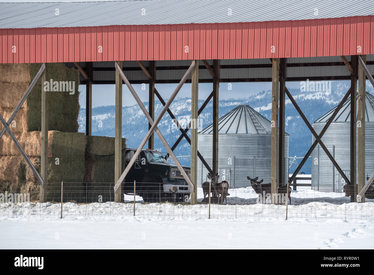 En vertu d'un chevreuil dans la grange pôle Imbler, Oregon. Banque D'Images