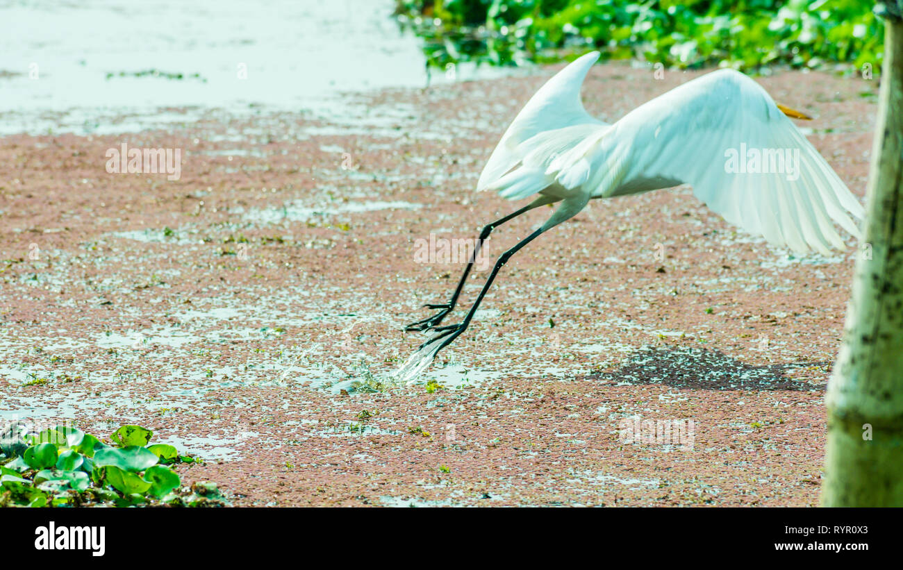 Un beau cygne blanc ou Cygnus bird flying over sur le lac champ avec des plantes aquatiques flottantes en sanctuaire ornithologique de Kumarakom, Kerala. Banque D'Images