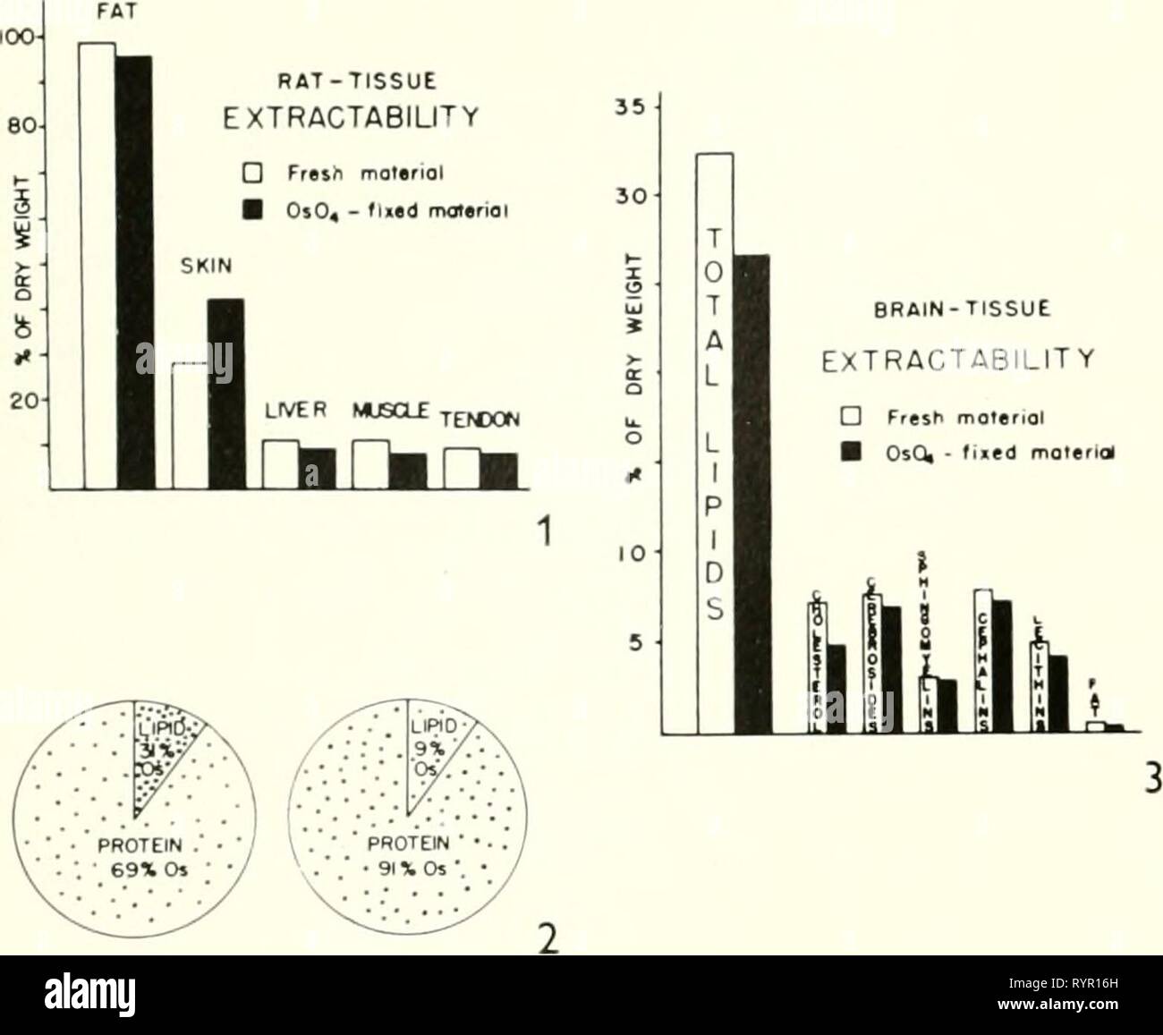 La microscopie électronique ; travaux de la microscopie électronique, actes de la Conférence de Stockholm, septembre 1956 . electronmicrosco00euro Année : 1957 108 I. R. Gibbons et J. R. G. BRADFIELD CERVEAU-Ffesh motenol d'extractibilité des tissus â Os(X - moleriol rend évidemment une exception dans cette série, parce que l'extractibilité est considérablement augmentée. Une explication serait que d'ici la fixation a ouvert le tissu et rendus accessibles pour l'extraction des lipides. Le 2 '^'o lipides liés par la fixation de l'osmium doit consister en des composés non saturés. Chez des rats nourris avec un régime con Banque D'Images