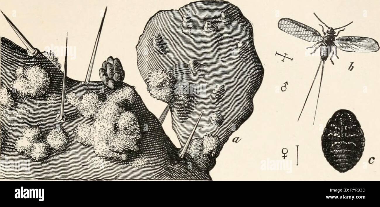 Entomologie élémentaire ([c1912]) . elementaryentomo entomologie élémentaire00sand Année : [c1912] LE VRAI BUGS 131 dans la forme qu'ils ne seraient pas facilement reconnue comme les insectes, ont été leurs histoires de vie compliquée pas connus. Trois très distincts FIG. 181. La cochenille, un insecte sur la figue ; b, homme ; c, femelle (agrandi). (De la promenade Riverside) Histoire naturelle des groupes peuvent être facilement reconnaissables. Les monts Mealy-bugs sont souvent trouvés sur les plantes de serre, et sont ainsi nommé à partir de leur similaire à de la couverture de la cire et les nombreux filaments cireux, blanc Banque D'Images