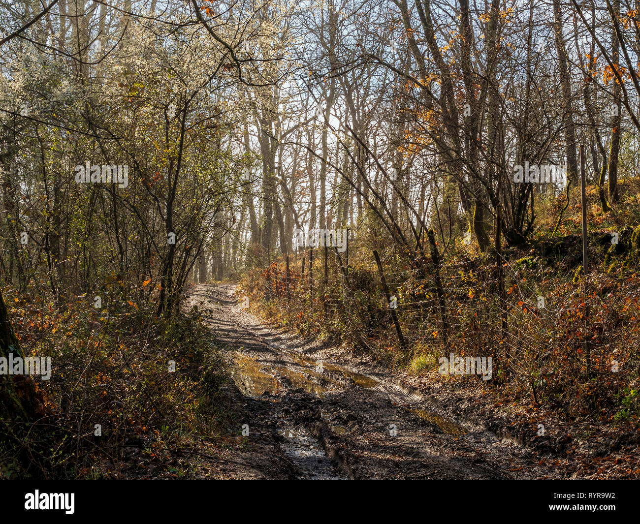 Printemps de la Lunigiana, boueux lane dans les bois mais beau soleil de printemps. Au nord de la Toscane, Italie. Banque D'Images