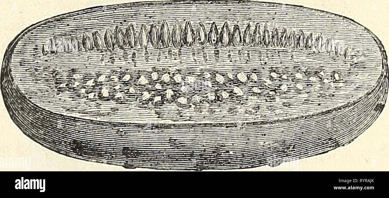 Dreer liste gros trimestriel trimestriel pour Dreer Liste de gros pour les fleuristes et les maraîchers . dreersquarterlyw1889henr Année : 1889 le maïs. Variétés de terrain. Pk. Bu. Compton's début 50 Jaune 150 jaune du nuage Dent 50 150 501 Canada jaune précoce 50 Golden Beauty 50150 Hickory King 501 75 50 denté blanc Apprentissage 150 501 50 50 150 Self-Husking Surprse Blanc 50150 Pop riz blanc par lb. 10c. Pop Pearl par lb. 10c. Pop Queen or par lb. 10 cts, de cresson ou de l'herbe. Oz. Lb. Très gondolé 1050 vrai l'eau 30 3 00 Nichol's Vert Moyen. Oz de concombre. Lb. Début 1075 Cluster ' Fra Banque D'Images