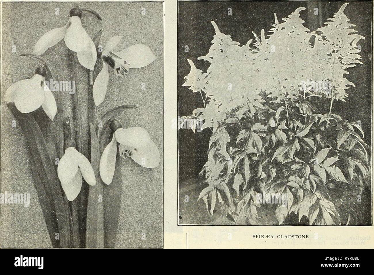 Dreer's Liste des prix de gros de l'Dreer Liste des prix de gros bulbes : graines de fleurs plantes graines de légumes graines d'herbe engrais, outils, etc., etc . dreerswholesalep 01908henr Année : 1908 12 HENRY A. DEEER, Philadelphie, Pennsylvanie ELWES perce-neige géant. Pseonies (Voir page 31). Bulbocodium. Libannotica (Striped Squill). 9,00 $ par 1000 . . . . Renoncule. Le persan. Double, toutes couleurs mélangées. 4,00 $ par 1000 . Turban. Chambre double, toutes les couleurs. 4,50 $ par 1000 . . . , Le français. Chambre double, toutes les couleurs, mixte. $4.00 par loco . Par douz. Par 100 20 100 $ Scilla. Sibirica. Deep Blue. 6,00 $ par 1000 . . Campanulata. Bleu. $6 Banque D'Images