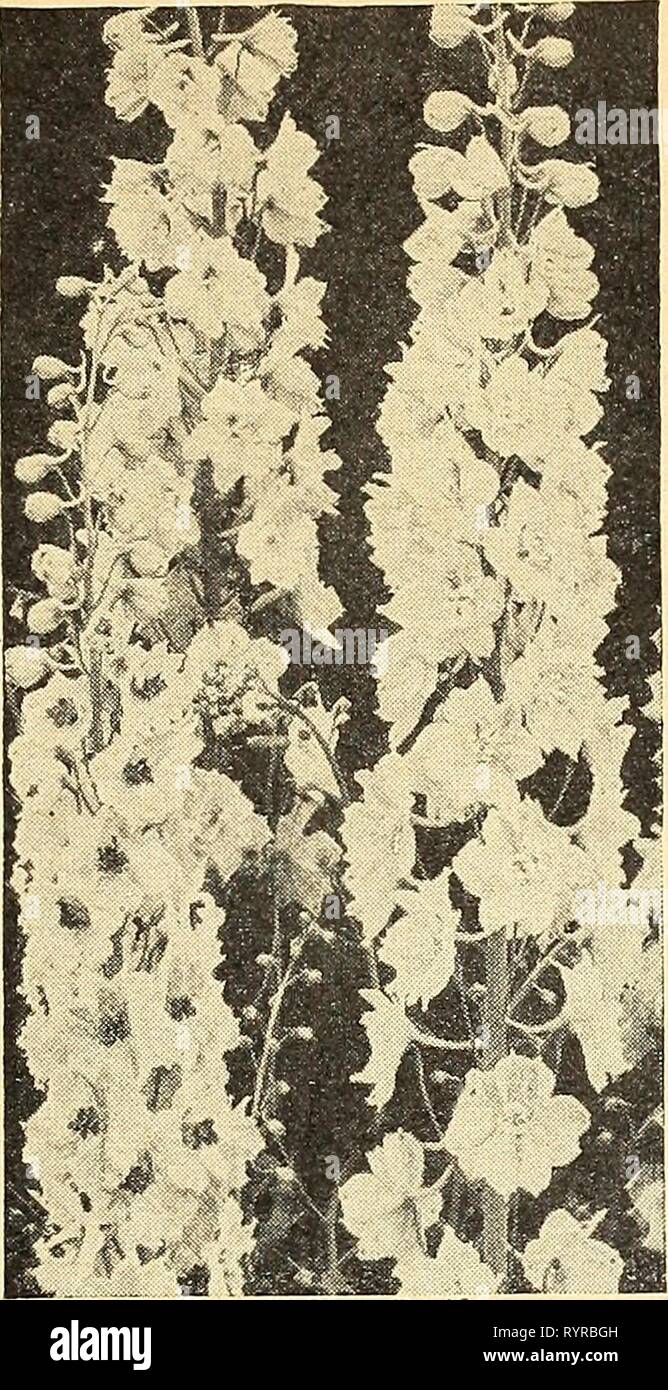 Dreer guide de plantation d'automne 1944 guide de plantation du Dreer automne 1944 . dreersplantinggu1944henr Année : 1944 FLO W E R&Lt ; GRAINES ^»^Dreer semis d'automne Delphinium Pacific Giant s Frais de Semences Hybrides 1944 La plus glorieuse et plus de toutes les delphiniums hardy. Dans des conditions favorables, les plantes vont croître à des hauteurs considérables avec de magnifiques fleurs étroitement ensemble avec fleurs exquises qui défient toute description. S à 7 pieds de haut. 2164 Black Knight. De loin le plus sombre violet-blueyet.Arich couleur impressionnante. 2162 Geai bleu. Les tons bleu fascinant de la lumière à l'obscurité, tous avec bee. Banque D'Images