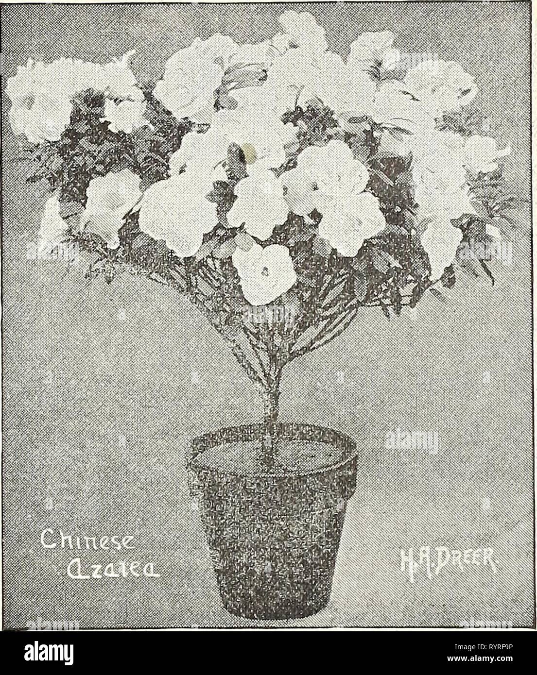 Dreer's Liste des prix de gros pour l'Dreer Liste des prix de gros pour 1903 : graines de fleurs, plantes ampoules outils, engrais, insecticides, matériel divers, etc . dreerswholesalep1903henr 2 Année : 1903 ARAUCARIA EXCELSA Araucaria excelsa. 4-1'nch, pots de 6 à 7 pouces de haut, 2 à 3 niveaux, 50 cents chacun. 5 &Lt ;&Lt ; Â" 7 ' 8 ' ' 2 ' 3 ' 60 ' ' 5 '' 10' 12 ' ' 3 ' 4 ' 75 ' ' 6 ' ' ' ' '18 20 4 5 ' ' ' ' 7 1,00 $ ' 24' 26 ' ' 5 ' 6 ' ' 1,50 Araucaria Excelsa glauca. Pots de 6 pouces, 12 pouces de haut, 2 à 3 niveaux, de 1 $ chacune. Araucaria Robusta Compacta. 5 pots de 81 cm, 10 pouces de haut, 2 à 3 niveaux, # 1.25 chacun. Aralia. Ch Banque D'Images