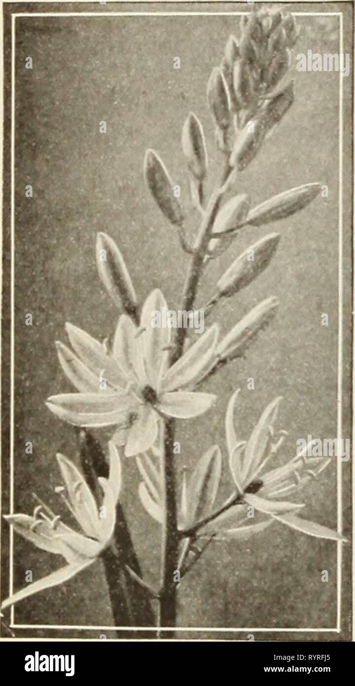 Dreer's seeds pour les bulbes de plantes plantes graines du Dreer bulbes pour la plantation d'été . dreersseedsplant1936henr Année : 1936 LES BULBES rustiques à Calochortus- Mariposa Tulip enrichir votre jardin avec l'affichage de certaines plantes à bulbe rare et inhabituel. C,i !ii.est&gt;ia Leiclnlini toutes les bulbes offerts dans ce catalogue sont envoyés à des services postpayés les prix les planter en plein air durant l'été et l'automne pour vous donner fleurs voyantes pour de nombreuses années à venir Calochortus-Mariposa ou tulipes papillon un des nombreux des ampoules qui sont indigènes de nos propres états de l'ouest le Calochortus cer- sûrement est l'un des plus. Il y a va Banque D'Images