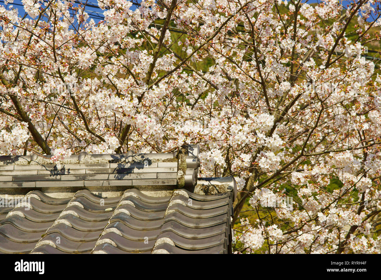 Toit de tuiles avec fleurs de cerisier Banque D'Images