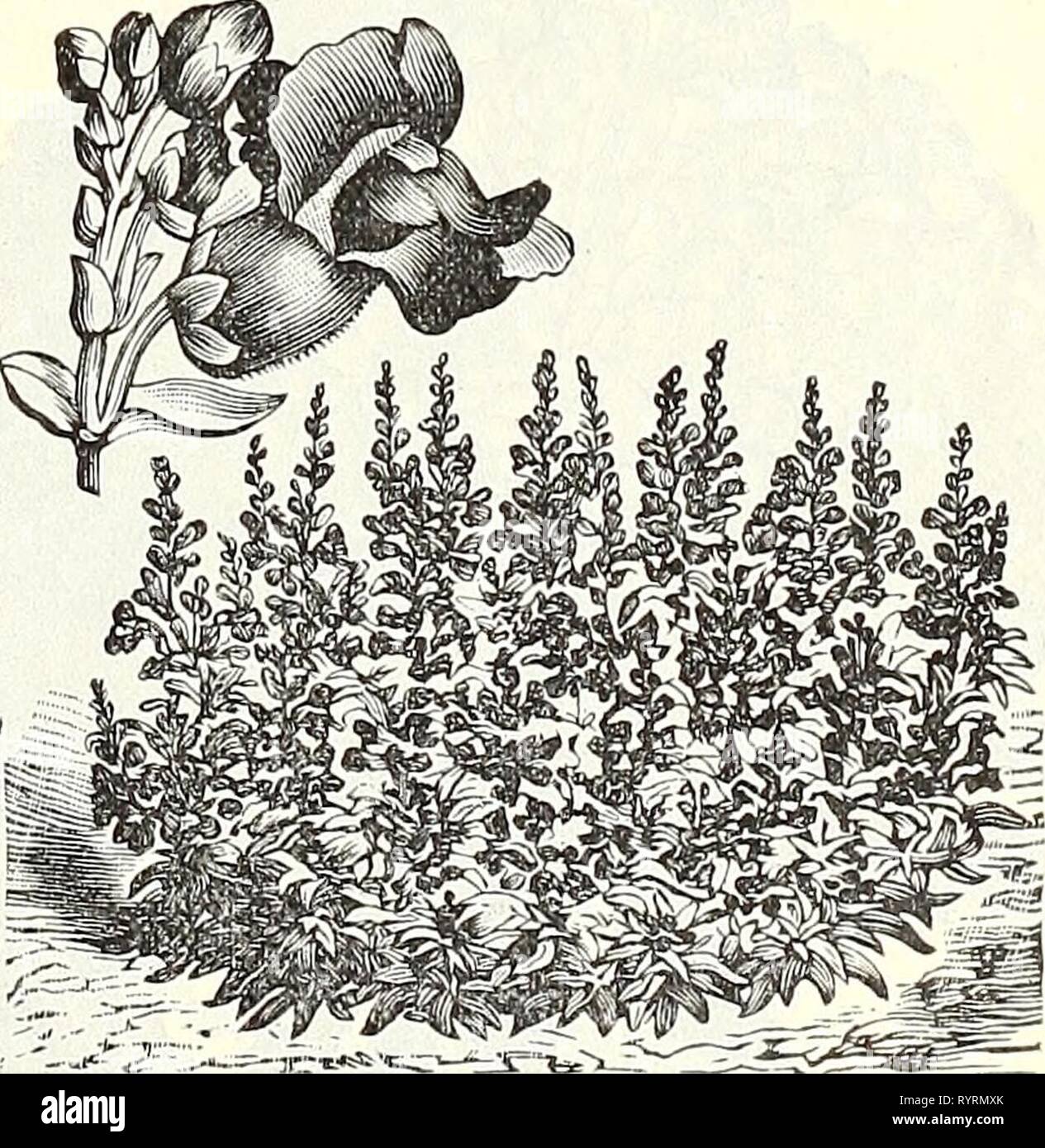 Dreer's quarterly Liste des prix de gros Dreer's quarterly Liste des prix de gros d'outils, engrais, insecticides, divers articles, etc . dreersquarterlyw henr18990 Année : 1899 Alyssum, petit bijou. Antirrhinum majus, mixte, souche extra fine . Firefly rouge vif, Queen of the North, Niobe, blanc et blanc crimson Nanum picturatum, Tom Pouce rayé jaune, ' ' mixte. Géant, blanc ' ' yellow écarlate Aquilegia chrysantha ( Golden stimulé ) . . . Chrysantha alba ccerulea glandulosa seul double mixte mixed Arabis alpina, blanc de printemps de l'Aralia Sieboldii de fleurs. 50C. pour 1000 grains. (Prêt en avril.) Armer Banque D'Images