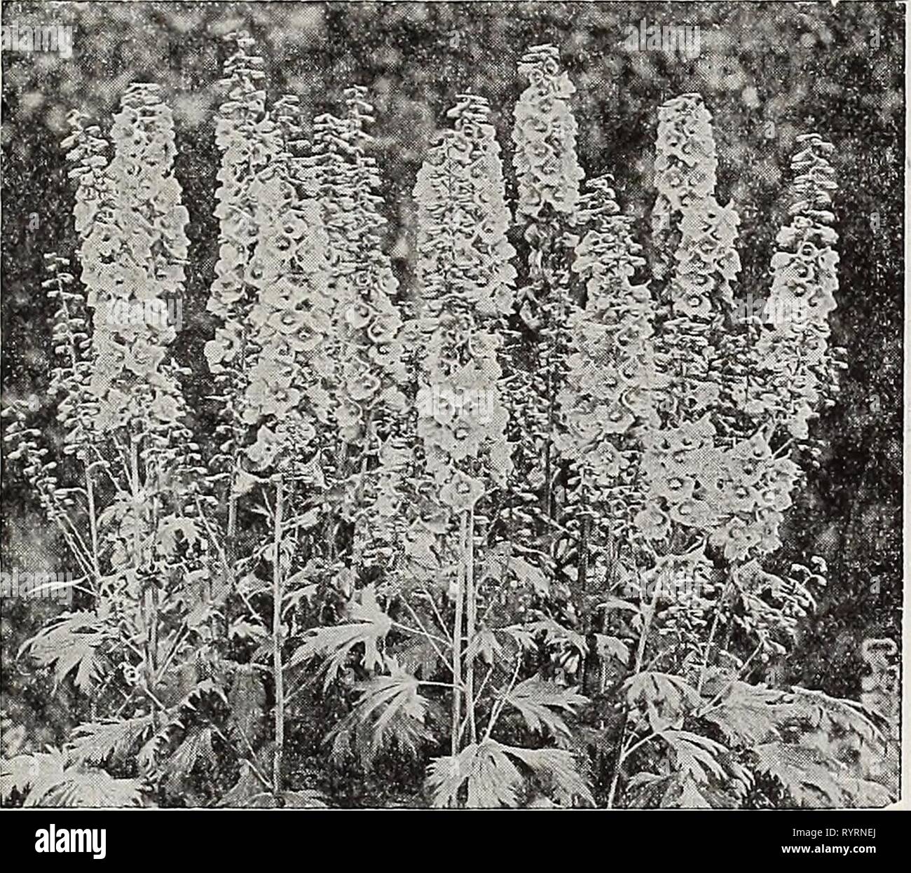 125 graines-Gros Fleur-Delphinium-Pacific Guinevere