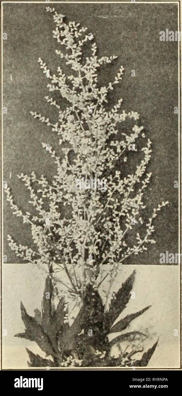 Dreer's Liste des prix de gros de l'Dreer Liste des prix de gros : semences, plantes, bulbes, etc . dreerswholesalep 21913henr Année : 1913 ANEMUNE JAPONAIS Anemone Japonica WindfloJer). Le stock que nous fournissons est un urowinc dans toutes les condition dans 3 pots, et n'a pas été blessé par le gel ; elle est en forme pour à la fois produire une forte croissance vigoureuse pour douz. Par 100 Japonica Rubra. Belle rose-rouge "100 "700 Alba. Une belle grande harfang-blanc 100 TROP Queen Charlotte. ' Très grand, gris-rose 1 00 T 00 Rosea Superba. Très fragile, gris-rose 1 00 7 00 Tempête. Grande semi-double Banque D'Images