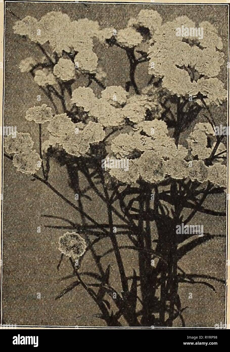 Dreer est milieu de l'été 1919 (1919) Liste de Dreer Le milieu de l'été 1919 . dreersmidsummerl liste1919henr Année : 1919 DREER est cultivé en pot PLANTES VIVACES RUSTIQUES POUR LA PLANTATION D'ÉTÉ Avez-vous un coin ou place dans votre jardin où vous avez eu une panne ou peut-être où vous avez planté quelque chose qui ne plaît pas à vous ? Si oui, examinez la liste des pot =cultivé Hardy Plantes vivaces ici offerts et vous trouverez probablement l'objet que vous avez besoin pour un tel travail de remplissage et de réglage, ou, tout aussi satisfaisant une sélection peut être faite pour l'ensemble de la plantation de nouveaux lits ou frontières. Les variétés recensées sont e Banque D'Images