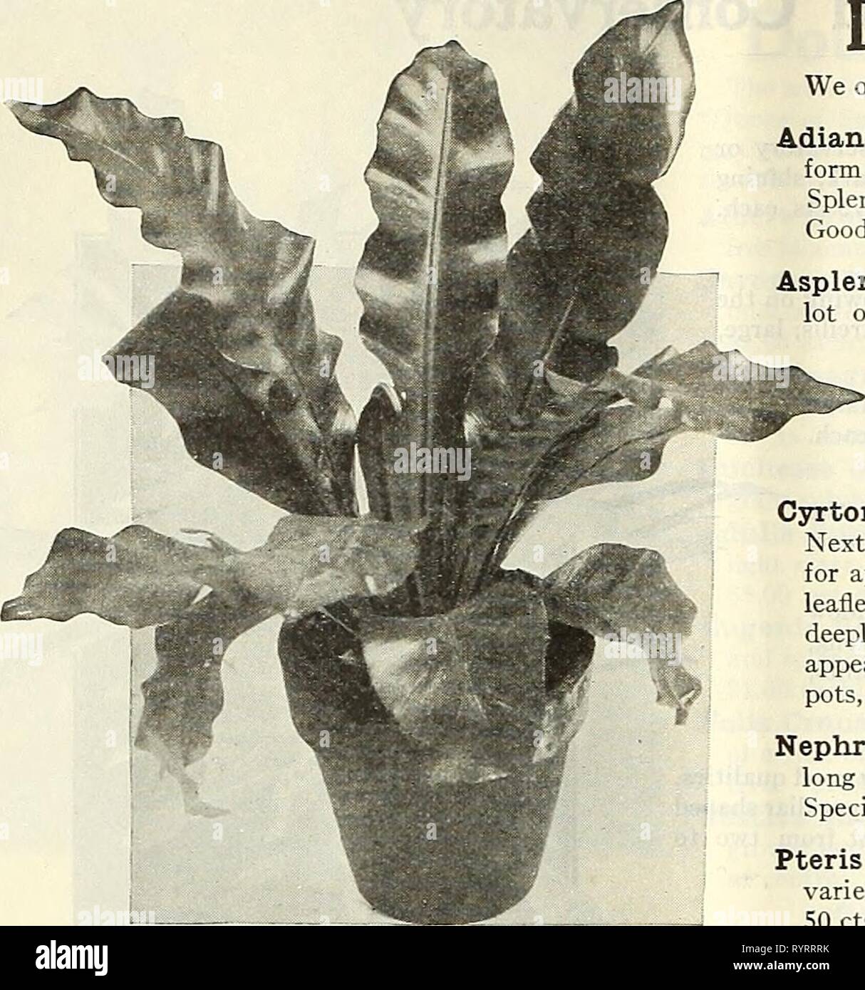 Dreer est milieu de l'été 1928 (1928) Liste de Dreer Le milieu de l'été 1928 . dreersmidsummerl liste1928henr Année : 1928 50 HENRY A. DREER, PHILADELPHIE-plantes décoratives DREER'S FINE FOUGÈRES Nous vous proposons ci-dessous, mais quelques-unes des plus importantes fougères décoratives. Adiantum Farleyense Gloriosa {La Gloire Fern). Une forme de plus en plus répandue que les plus beaux de tous les poils de jeune fille Adiantum Farleyense splendide pour la chaleureuse conservatori  %  %  %  %  %  %  %  % mais ne conviennent pas à la culture de la chambre. De bonnes plantes en pots de 4 pouces, 1,00 $ chacun. Asplenium nidus Avis {Bird's Nest Fern). Nous avons un magnifique lot de cette fougère intéressant qui convient bien f Banque D'Images