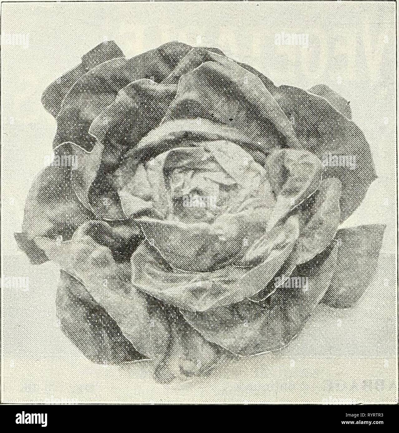 Dreer's Liste des prix de gros de gros Dreer : liste de prix pour des graines de légumes plantes fleuristes semences, outils, engrais, matériel divers, etc . dreerswholesalep 21908henr Année : 1908 58 HENRY A. DREES, Philadelphie, Pennsylvanie DREER DIACRE S AMÉLIORATION DE LA LAITUE SALADE DE MAÏS. De grandes têtes de Oz. 5 CRESS, poivre ou =Grass. Très gondolé de cresson 5 25 EGO PLANTE. Début de la beauté noire. V2 oz., 25 cts 45 Mew York améliorée. La souche sélectionnée (Dreer .... Début 25 15 Violet longue endive. Bordée de géant. Best variété . Blanc froissé vert sapin gondolé . batave K =lb. Lb. $015 $040 35 250 60 600 J S5 50 60 3° 35 Banque D'Images