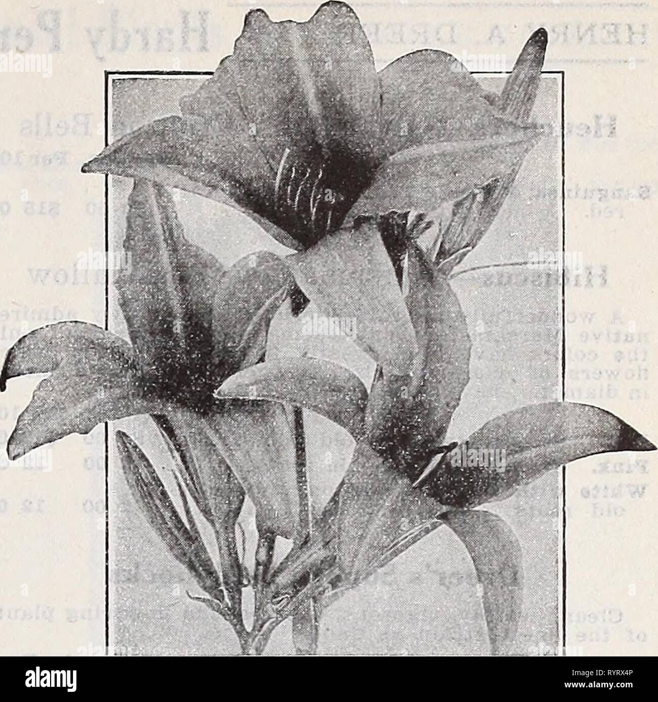 Dreer's wholesale catalogue pour les fleuristes Dreer catalogue de gros pour les fleuristes et les maraîchers : Hiver Printemps Été 1939 . dreerswholesalec1939henr Année : 1939 Hardy Plantes vivaces Geranium-Crane's Bill chanta'uineum. 3 pots. Par douz. Par 100 200 $ 12 $ 00 Geum Benoîte-Borisi. Scarlet-orange vif.. 3  %  %  %  %  %  %  %  % pots 350 25 00 Chiloense, Lady Stratheden. Grand lit riche or jaune. 3 pots 2 00 12 00 -Mme. Bradshaw. Très grand lit écarlate. 3 pots 2 00 12 00 Opale de Feu. Riche d'une éblouissante avec orange écarlate sheen. 3 pots 3 50 2500 La princesse Juliana. Une splendide nouvelle Banque D'Images