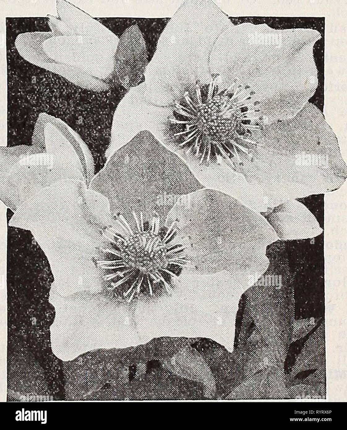 Dreer's wholesale catalogue pour les fleuristes Dreer catalogue de gros pour les fleuristes : Hiver - printemps - été 1938 . dreerswholesalec henr19380 Année : 1938-Helianthemurai Rock Rose Helianthemum par douz. Par 100 Buttercup. J'ellow doré. Seul. 3 pots $250 $1500 boule de feu. Fiery red double, 3-pots incli 25015 VTacranthum .00. Seul un blanc pur. 3 pots 2 50 1500 carnetim Rhodanthe. Jolies fleurs rose unique et feuillage argenté. 3 pots 2 50 1500 Mazimiliani TOURNESOL Helianthus-Hardy. 31/2 pots 150 10 00 mollis. 31/2 pots 150 10 00 fl Multiflorus. pi. 3 pots 2 0 Banque D'Images